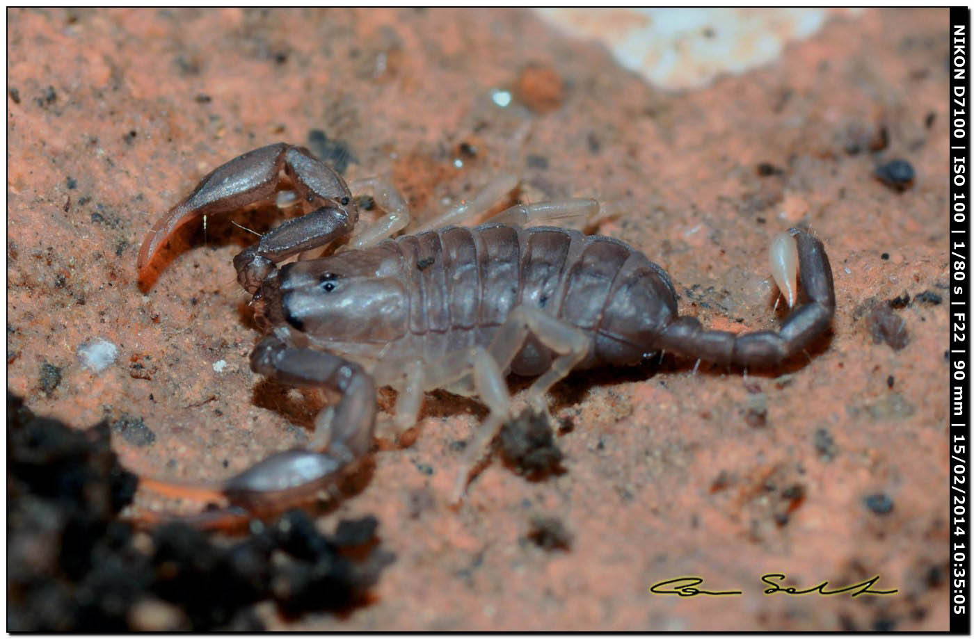 Euscorpius flavicaudis da Alghero (SS)